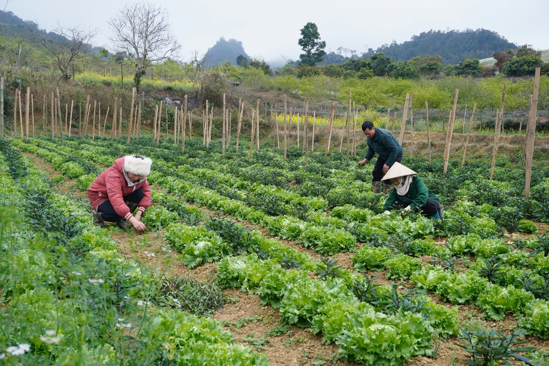 Thực tiễn cho thấy đằng sau những mô hình hữu cơ thành công là những khó khăn không nhỏ, từ nhận thức, chi phí, đầu vào đến thị trường... Ảnh: Hồng Thắm. Thực tiễn cho thấy đằng sau những mô hình hữu cơ thành công là những khó khăn không nhỏ, từ nhận thức, chi phí, đầu vào đến thị trường... Ảnh: Hồng Thắm.