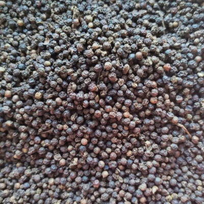 Hạt Tiêu Đen